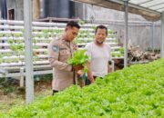 Dukung Ketahanan Pangan, Bhabinkamtibmas Kelurahan Menala Monitoring Kebun Hidroponik Milik Warga