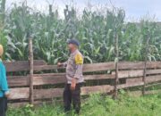Polri Dukung Ketahanan Pangan, Pantau Pengolahan Lahan Pertanian di Desa Tolokalo