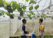 Ketahanan Pangan: Kisah Sukses Warga Lombok Barat Manfaatkan Pekarangan