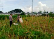 Panen Usai, Polisi Ajak Petani Tanam Lagi di Labuapi, Semangat Baru!