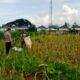Panen Usai, Polisi Ajak Petani Tanam Lagi di Labuapi, Semangat Baru!