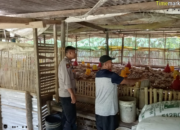 Dukung Ketahanan Pangan, Bhabinkamtibmas Polsek Buer Sambangi Peternak Ayam