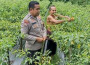 POLRES LOMBOK TENGAH PANTAU PERKEBUNAN CABAI WARGA, DUKUNG ASTA CITA PRESIDEN RI