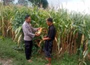 Polres Lombok Tengah Dukung Ketahanan Pangan, Tinjau Masyarakat yang Akan Melaksanakan Panen Jagung