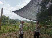 Bhabinkamtibmas Desa Batujangkih Polsek Prabarda Tinjau Pekarangan Bergizi Milik Warga Binaan.