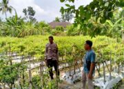 Polres Loteng Tinjau Pekarangan Lahan Bergizi Milik Warga