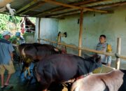 Polisi Dukung Ketahanan Pangan: Warga Karang Bongkot Didorong Beternak Sapi