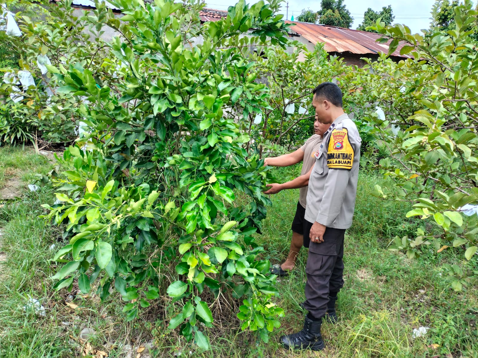 Bukan Sekadar Jaga Desa, Polisi Ini Jadi Penggerak Ketahanan Pangan