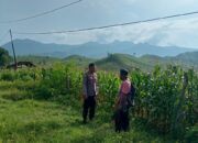 Bhabinkamtibmas Desa Marada pantau pemanfaatan lahan pertanian warga