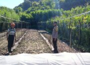 Bhabinkamtibmas Desa Tarusa Dukung Ketahanan Pangan Nasional Melalui Pemantauan Kegiatan Pertanian