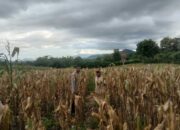 Bhabinkamtibmas Simpasai Pantau Lahan Jagung, Ingatkan Petani Soal Keamanan