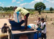 Bhabinkamtibmas Taropo Hadiri Panen Raya Jagung di Dusun Tolonggeru