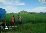 Bhabinkamtibmas Polsek Lape Sambangi Petani, Dukung Ketahanan Pangan Nasional