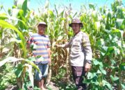 Bhabinkamtibmas Manggelewa Pantau Lahan Pertanian Program Ketahanan Pangan Nasional