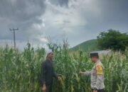 Polsek Woja Kawal Ketahanan Pangan, Bhabinkamtibmas Pantau Perkebunan Jagung Warga