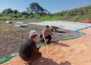 Bhabinkamtibmas Desa Doropeti Pantau Panen Jagung, Dukung Program Ketahanan Pangan Nasional 2025