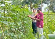 Bhabinkamtibmas Polsek Buer Dukung Ketahanan Pangan Nasional Lewat Pembinaan Petani