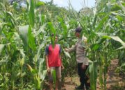 Bhabinkamtibmas Sambangi Petani Jagung, Ajak Dukung Ketahanan Pangan Nasional