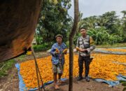 Dukung Ketahanan Pangan, Bhabinkamtibmas Desa Mantar Monitoring Panen Jagung di Desa Binaanya