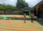 Bhabinkamtibmas Desa Nangamiro Pantau Panen Raya Jagung, Dukung Ketahanan Pangan Nasional