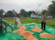 Bhabinkamtibmas Polsek Hu’u Pantau Panen Raya Jagung di Desa Cempi Jaya