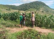 BKTM Desa Taropo Pantau Perkembangan Tanaman Jagung Warga di Dompu
