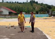 Bhabinkamtibmas Desa Manggenae Pantau Hasil Panen Jagung Warga