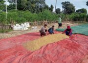 Bhabinkamtibmas Desa Doropeti Dampingi Panen Raya Jagung dalam Program Ketahanan Pangan Nasional