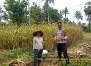 Dukung Ketahanan Pangan, Bhabinkamtibmas Desa Senayan Lakukan Pendampingan Panen Jagung