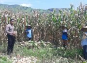 Dukung Ketahanan Pangan, Bhabinkamtibmas Banggo Pantau Panen Jagung di So Kampodu Moro
