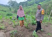 Bhabinkamtibmas Polsek Ropang Sambang dan Pengecekan Tanaman Petani Dukung Ketahanan Pangan