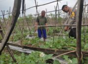 Polsek Labuapi Perkuat Ketahanan Pangan Lewat Pendampingan Petani
