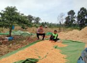 Bhabinkamtibmas Desa Tambora Pantau Panen Raya dalam Program Ketahanan Pangan Nasional