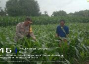Sambangi Petani Jagung, Bhabinkamtibmas Polsek Rhee Dukung Ketahanan Pangan Nasional