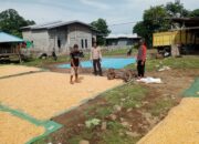 Petani Hadapi Tantangan Cuaca, Bhabinkamtibmas Malaju Pantau Panen Jagung di So Ndano Kadanga