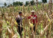 Bhabinkamtibmas Desa Tanju Gelar Silaturahmi dan Sosialisasi Ketahanan Pangan Nasional