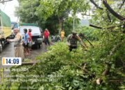 Polsek Alas Barat Bersama Masyarakat Evakuasi Pohon Tumbang yang Menutupi Jalan