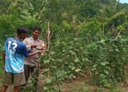 Bhabinkamtibmas Desa Belo Lakukan Pengecekan Ketahanan Pangan Bergizi