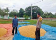 Dukung Ketahanan Pangan, Bhabinkamtibmas Desa Cempi Jaya Pantau Panen Raya Jagung