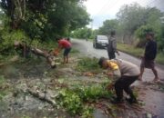 Polsek Rhee Bersama Warga Gotong Royong Evakuasi Pohon Tumbang Di Jalan