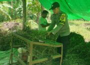 Bhabinkamtibmas Kelurahan Jatibaru Timur Bantu Warga Panen Kacang Tanah dalam Rangka Dukung Ketahanan Pangan Nasional