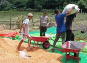 Dukung Ketahanan Pangan, Bhabinkamtibmas Madaprama Pantau Panen Jagung di Lahan 7.000m²