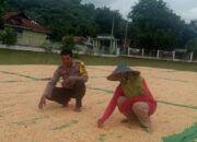 Bhabinkamtibmas Desa Rasabou Pantau Panen Raya Jagung untuk Dukung Ketahanan Pangan