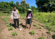 Pemantauan Pengembangan Tanaman Singkong di Desa Katua