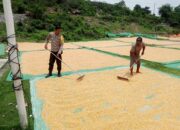 Pemantauan Panen Jagung oleh Bhabinkamtibmas Desa Malaju dalam Mendukung Program Ketahanan Pangan Nasional