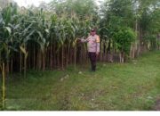 Bhabinkamtibmas Dukung Ketahanan Pangan  Kunjungi Tanaman Jagung di Desa Labuhan Aji