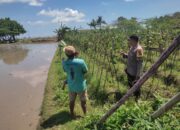 Bhabinkamtibmas Kuranji Dalang Gelar Sambang untuk Edukasi Ketahanan Pangan di Dusun Mapak Barat