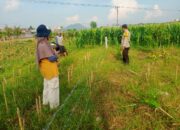 Kepolisian Aktif Dukung Ketahanan Pangan di Karang Bongkot