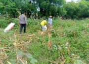 Bhabinkamtibmas Desa Marada Pantau Panen Jagung untuk Dukung Ketahanan Pangan Nasional