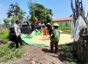 Bhabinkamtibmas Desa Daha Pantau Panen Raya Jagung untuk Dukung Ketahanan Pangan Nasional